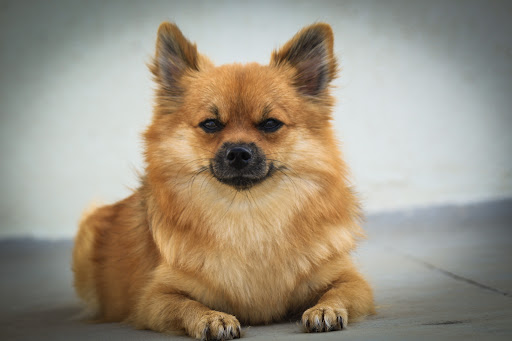 Uzi's Pawsitive Paradise Pet Grooming & Boarding gallery image 1