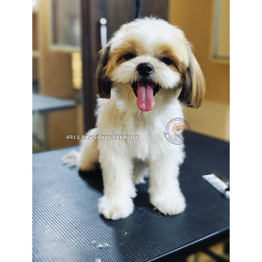 Uzi's Pawsitive Paradise Pet Grooming & Boarding gallery image 2