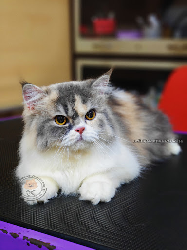 Uzi's Pawsitive Paradise Pet Grooming & Boarding gallery image 3