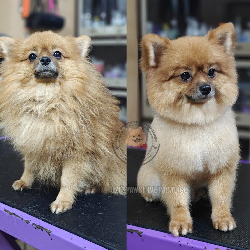 Uzi's Pawsitive Paradise Pet Grooming & Boarding gallery image 4