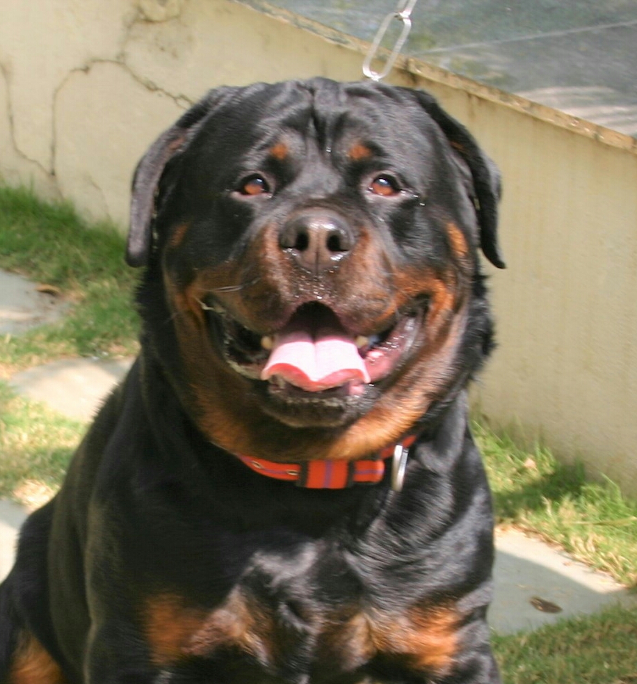Kolkata Dog Lovers feature image