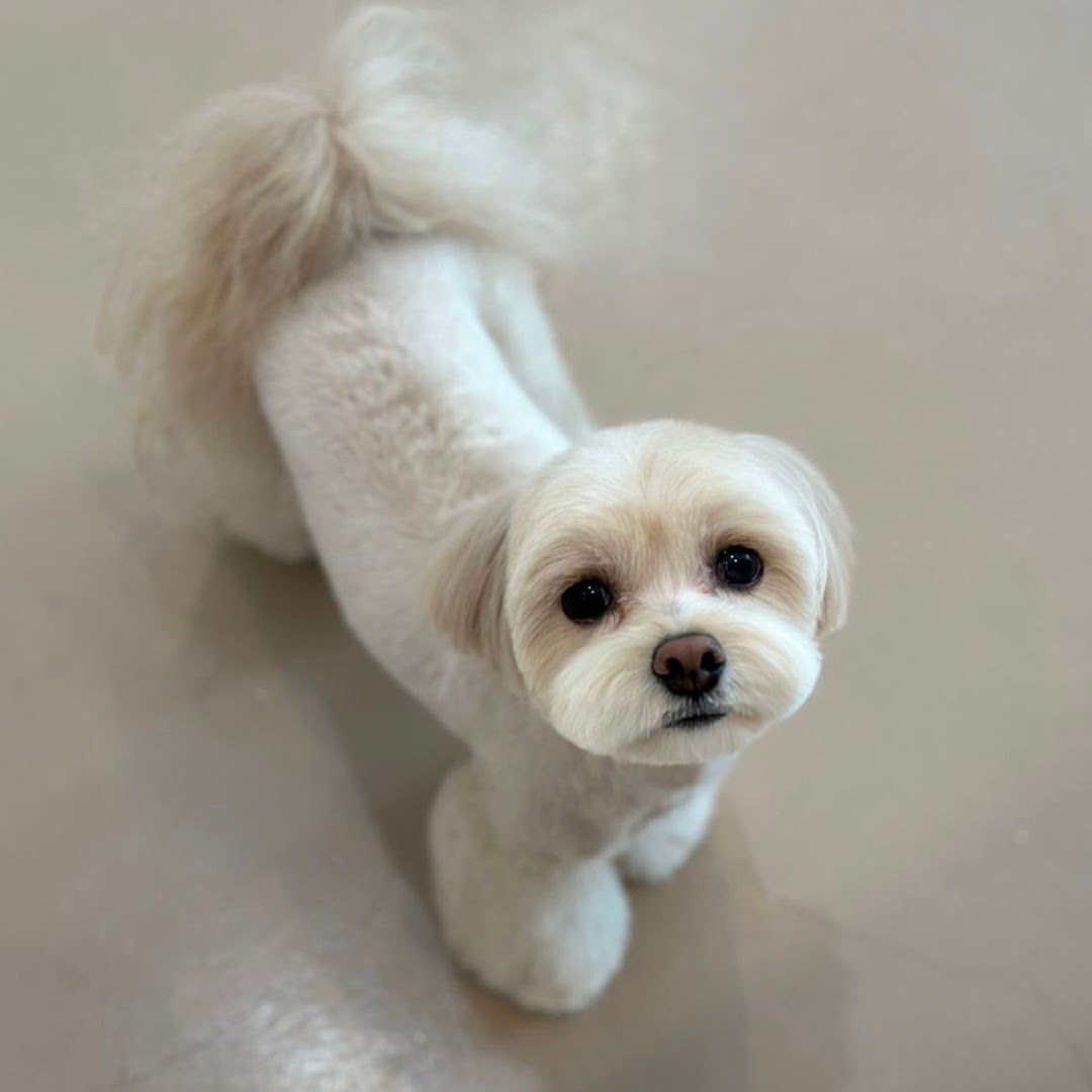 Thepetbrothers (pet grooming service at home) feature image