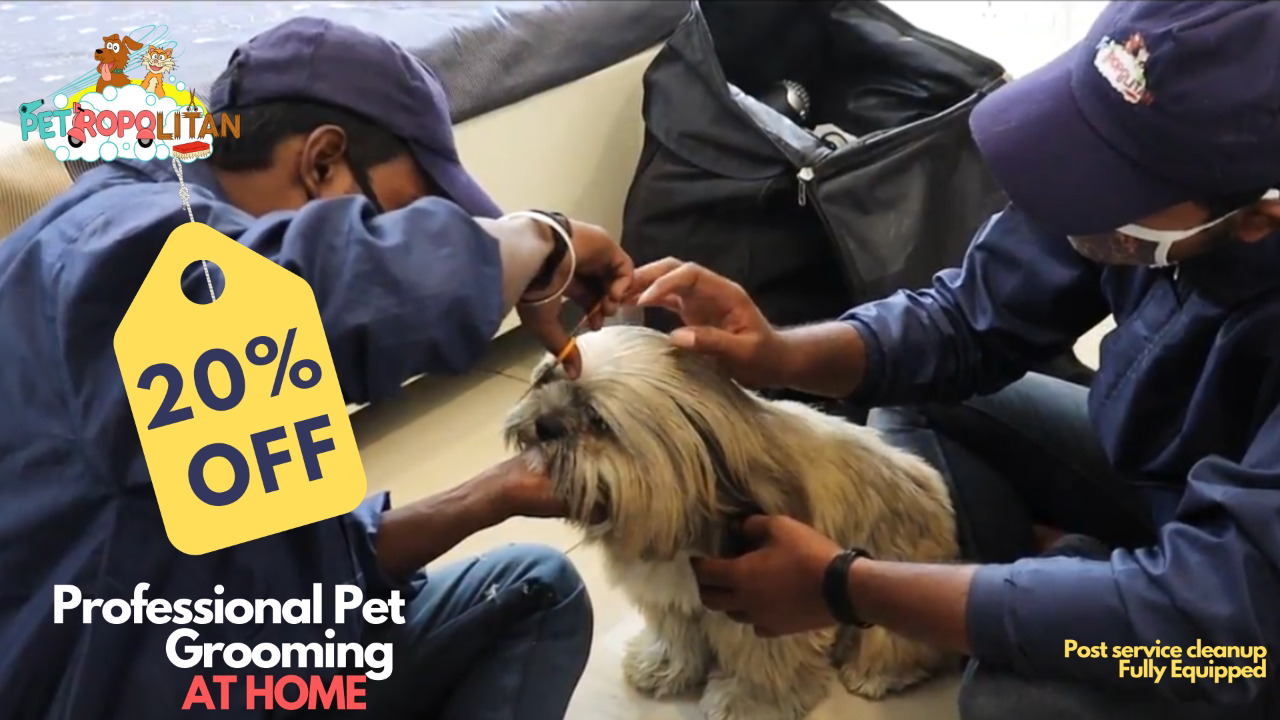 Petropolitan - Expert Dog & Cat Grooming at Home feature image