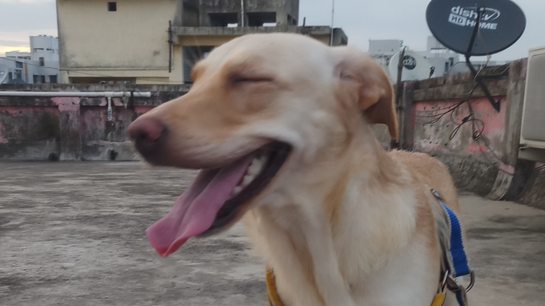 Pet Inn Dog Creche feature image