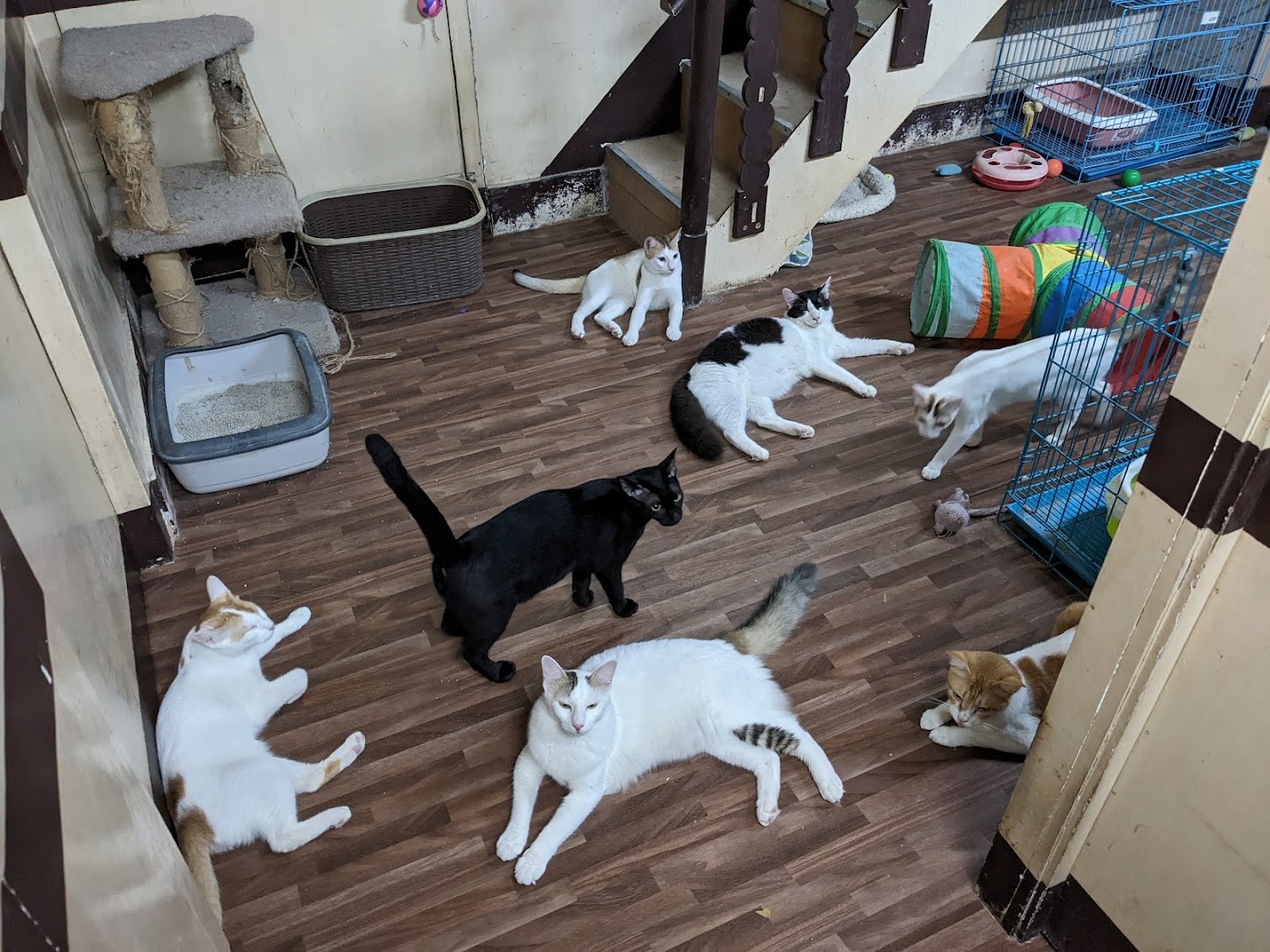 Meow Baari feature image