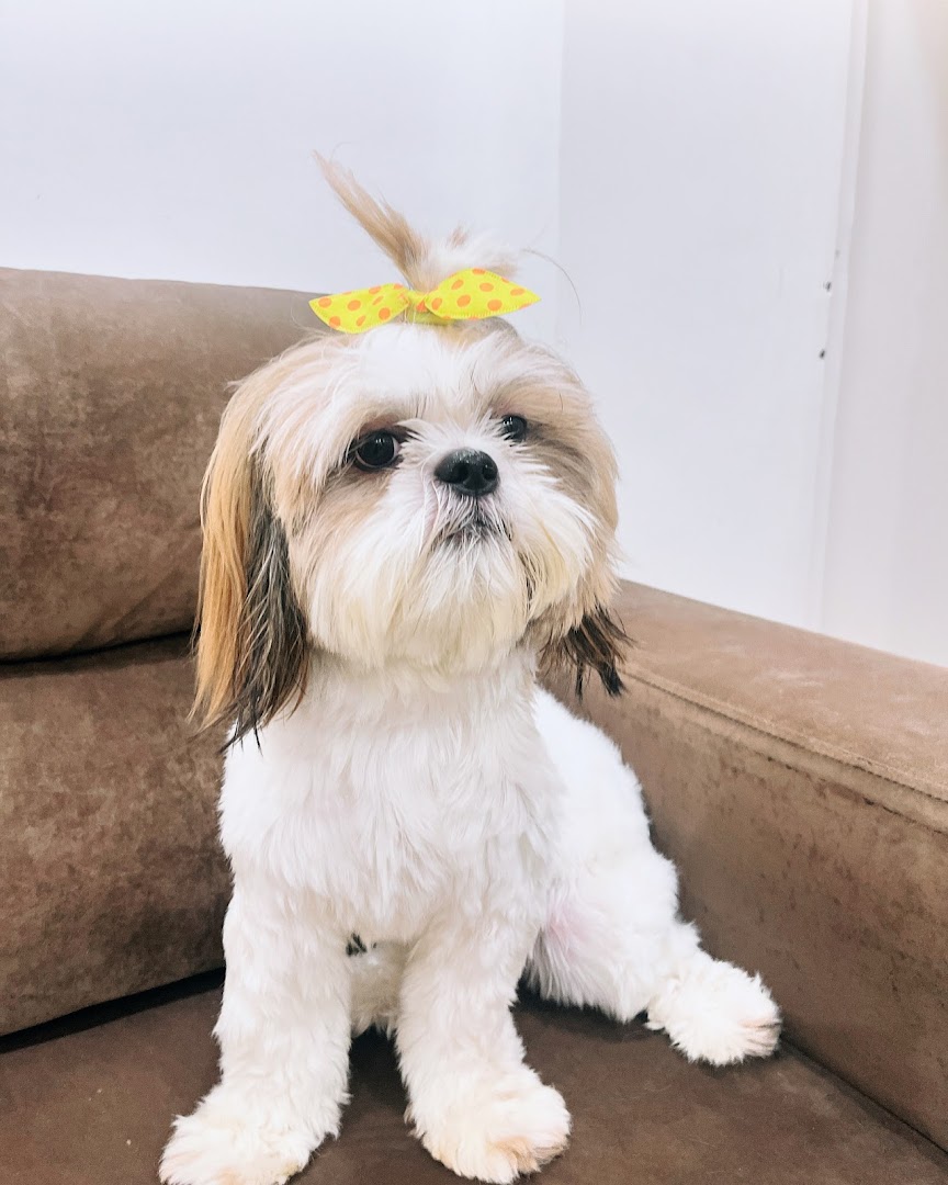 CD’s Pet Grooming Salon feature image