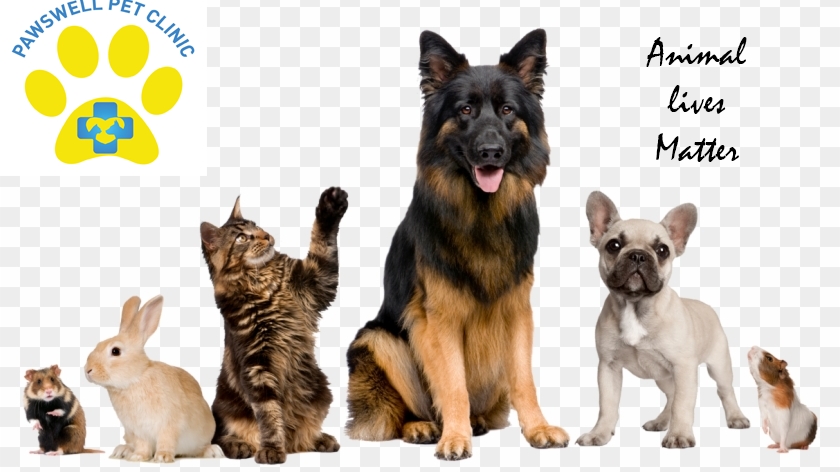 The Pawswell Pet Clinic feature image