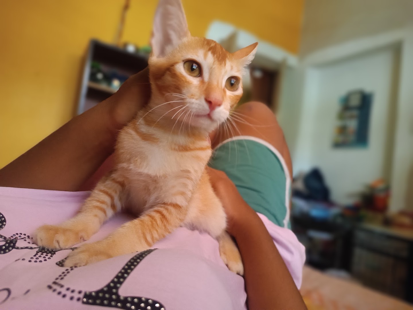 Homestay dog and cat creche feature image