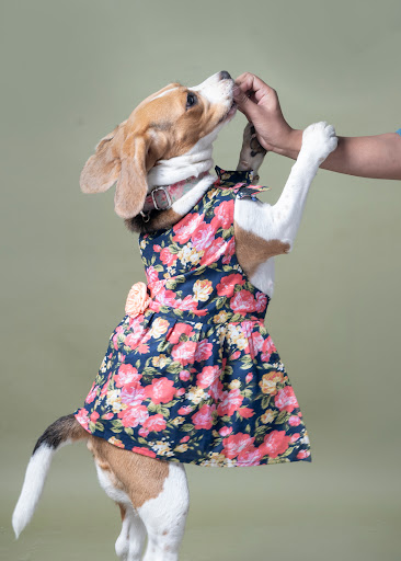 JUSTDOGS - Pet Store & Spa | Saket, Delhi gallery image 2