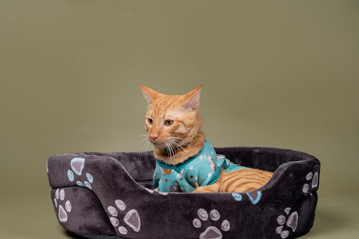 JUSTDOGS - Pet Store & Spa | Saket, Delhi gallery image 3