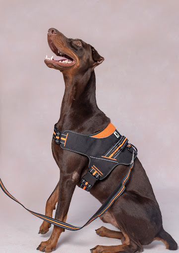 JUSTDOGS - Pet Store & Spa | Saket, Delhi gallery image 4