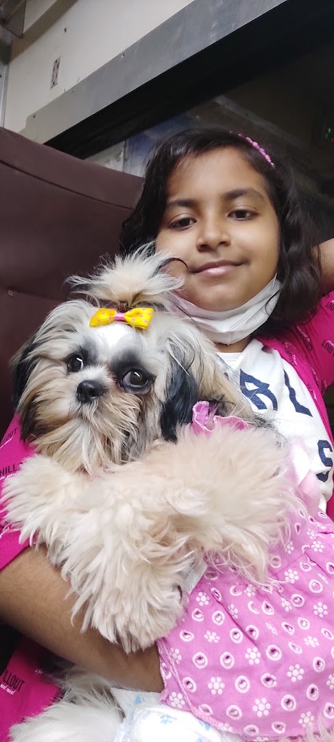 KolkataDog feature image