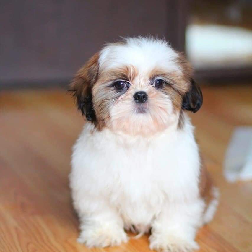 LuckyPetCity feature image