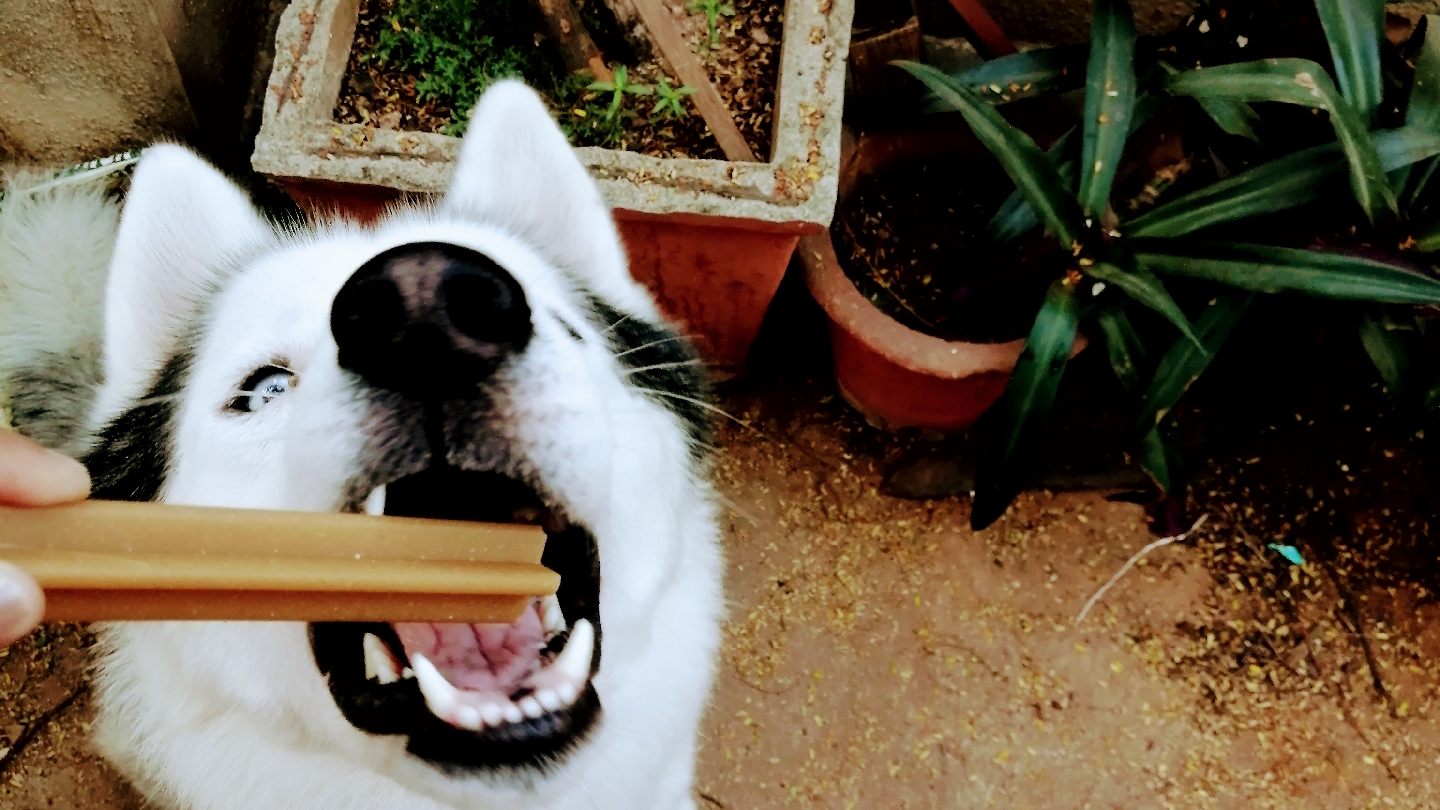 Chaitra's Canine Den feature image