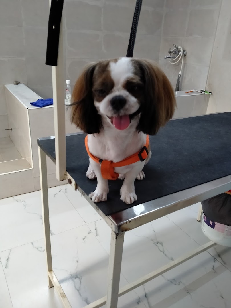 NOURISH UR PETS GROOMING AND POOLCARE feature image