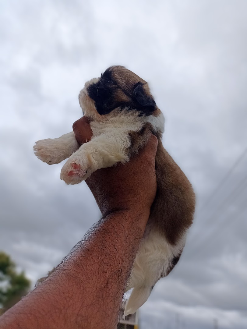 Puppies for Sale in Bangalore feature image