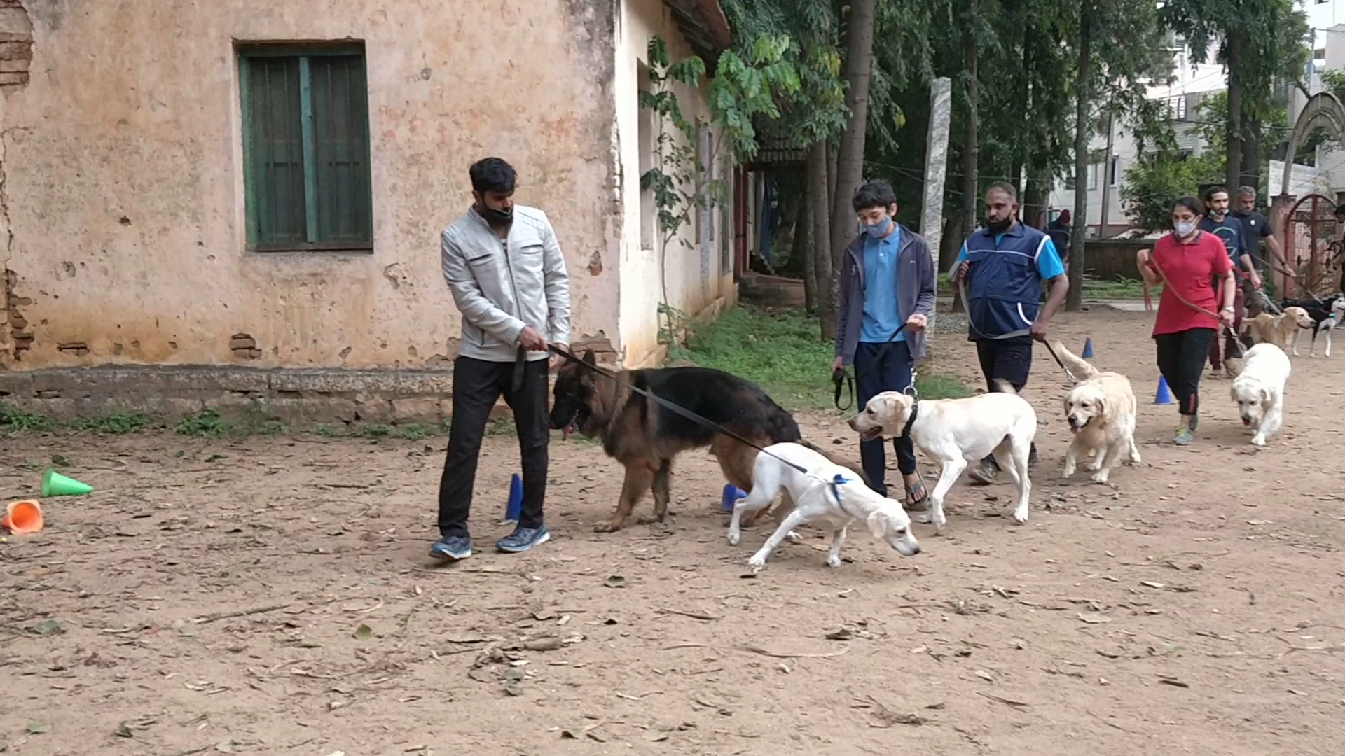 K9 Gurukul feature image