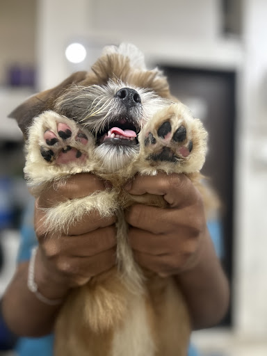 WOOF & MEOW PET CLINIC & GROOMING gallery image 2