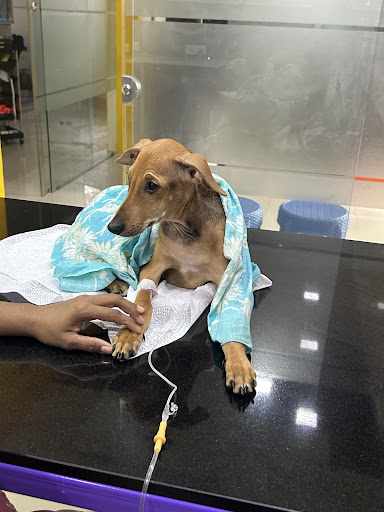 WOOF & MEOW PET CLINIC & GROOMING gallery image 3