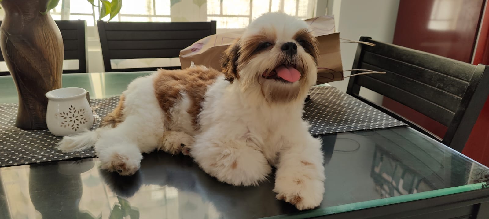 Pets Planet Veterinary clinic and Grooming feature image
