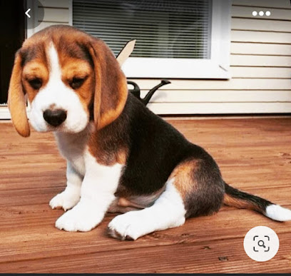 PET SHOP ONLINE BANGALORE MY DREAM PET SHOP