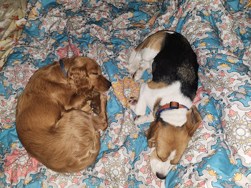 Dogcation gallery image 2