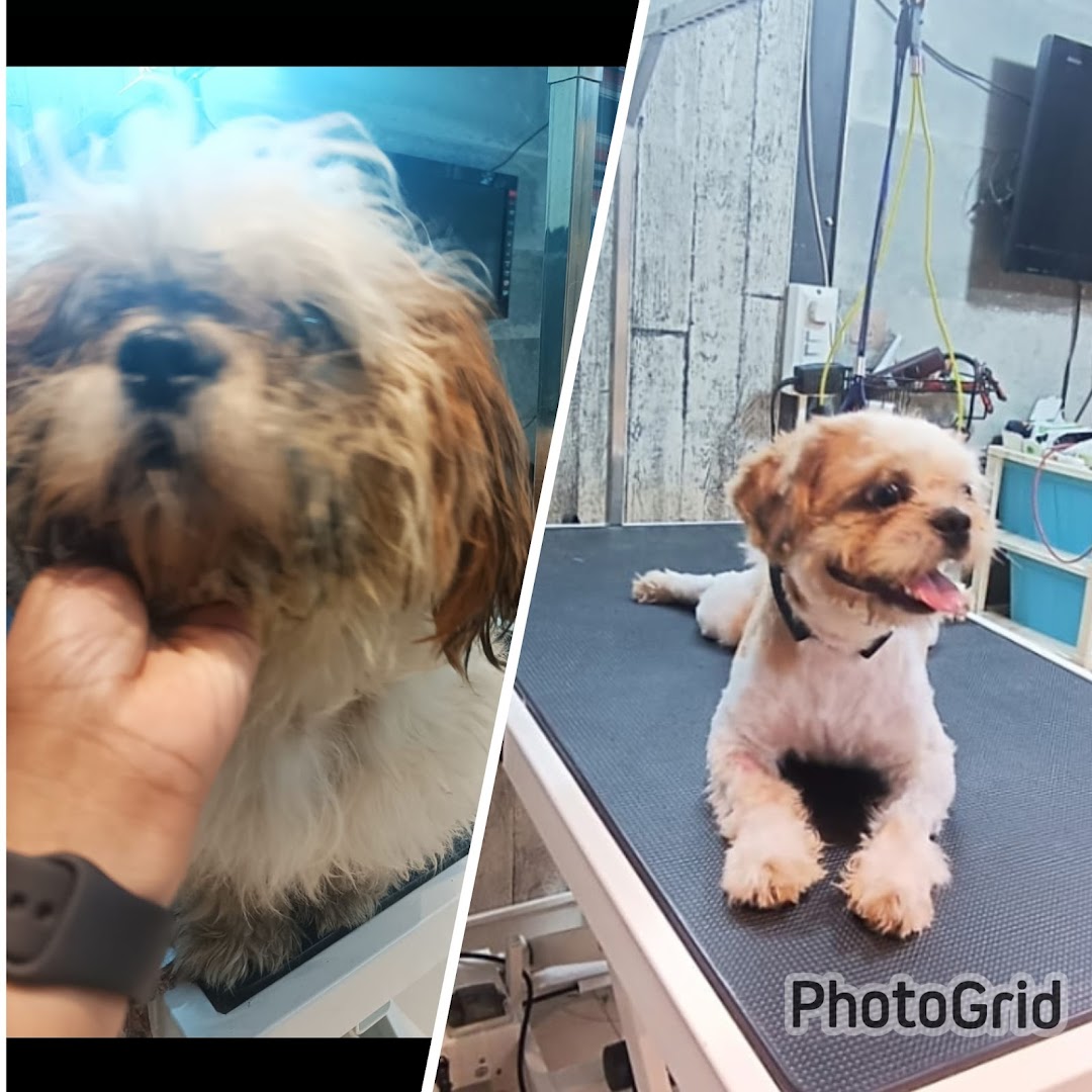 The Pretty Paws feature image