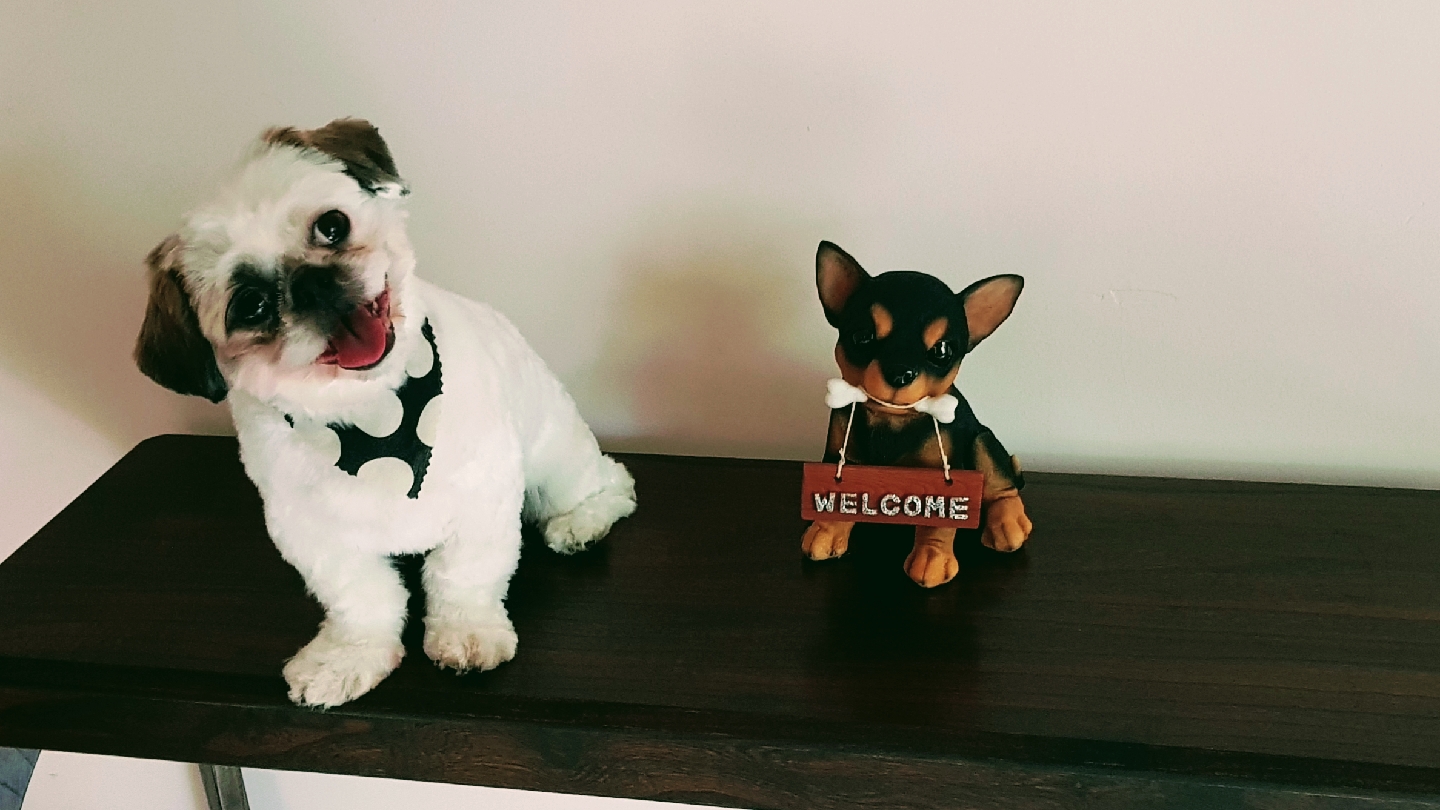 Shevar Spa Grooming Parlour And Pet Store feature image