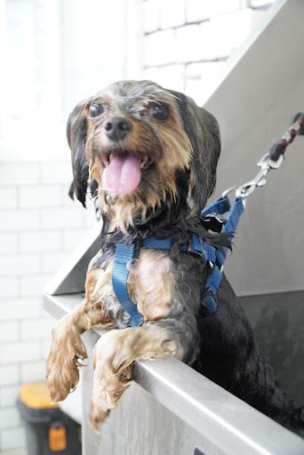 Caesar pet hospital gallery image 6