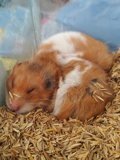 Pets Nation gallery image 1
