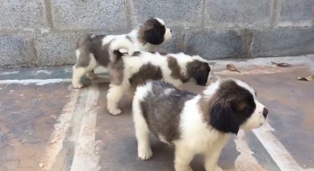 Saint Bernard Puppies feature image