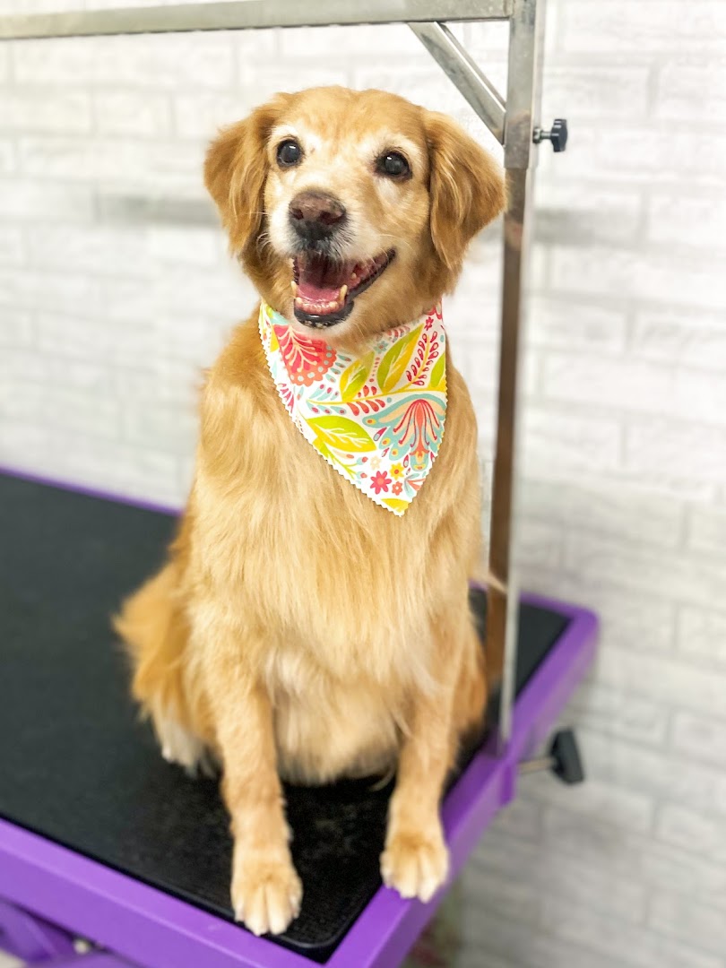 The Purple Pawlor - Pet Grooming Salon feature image