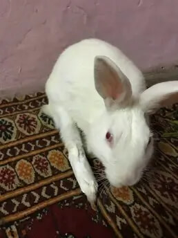 Birds & Rabbits Clinic In Delhi gallery image 3