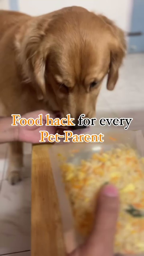 Pawsential feature image