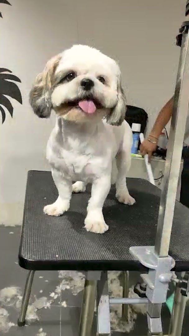 Pet me Please feature image