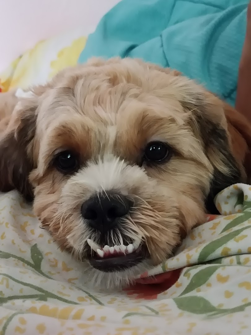 Petzzing: Pet boarding, grooming, training and pet products feature image