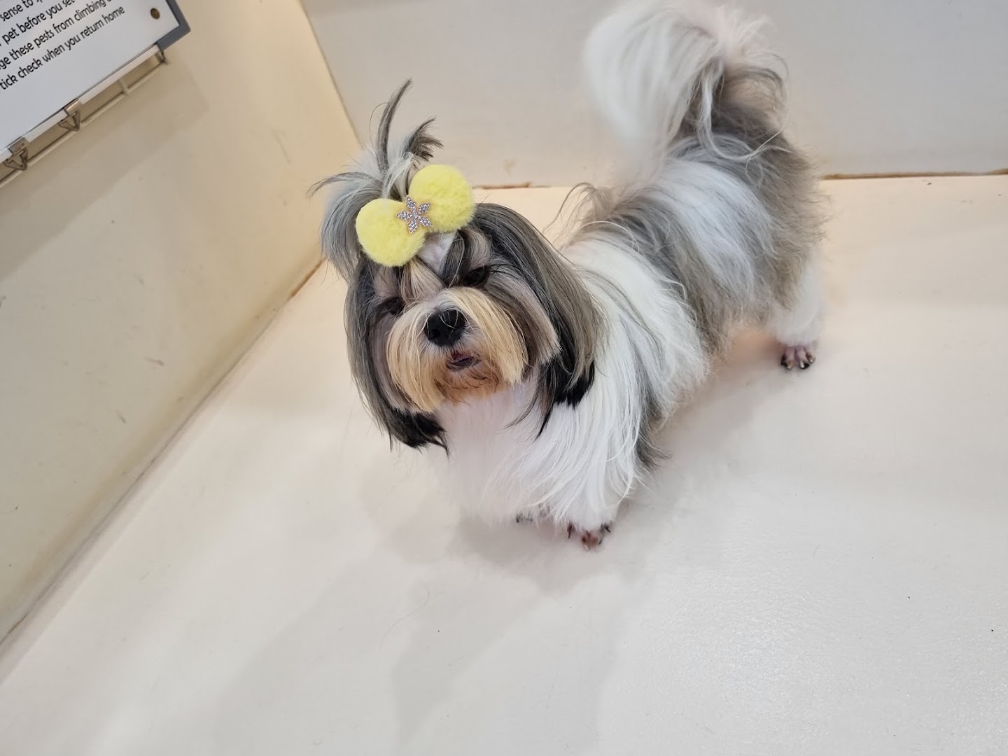 Avaon Pet Salon and Spa feature image