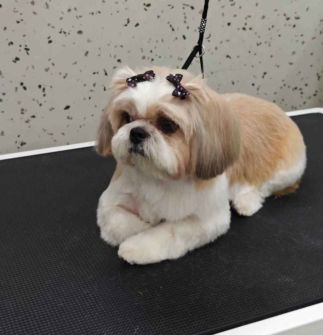 Pets InStyle | Professional Pet Grooming Services in Malad feature image