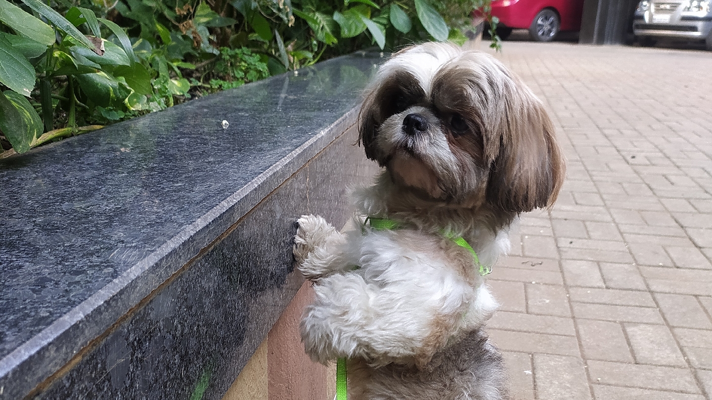 Shiva - Dog walker & groomers feature image