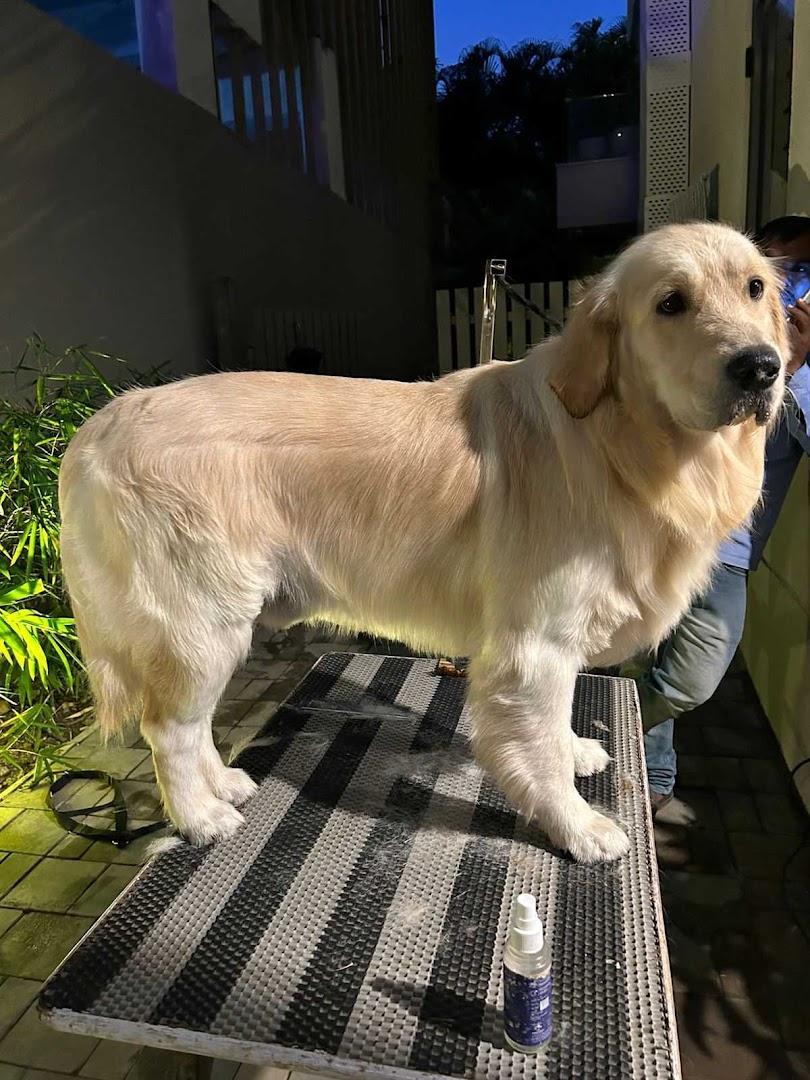 ThePetNest - Book Pet Groomer, Boarder, Vet & Walker online feature image