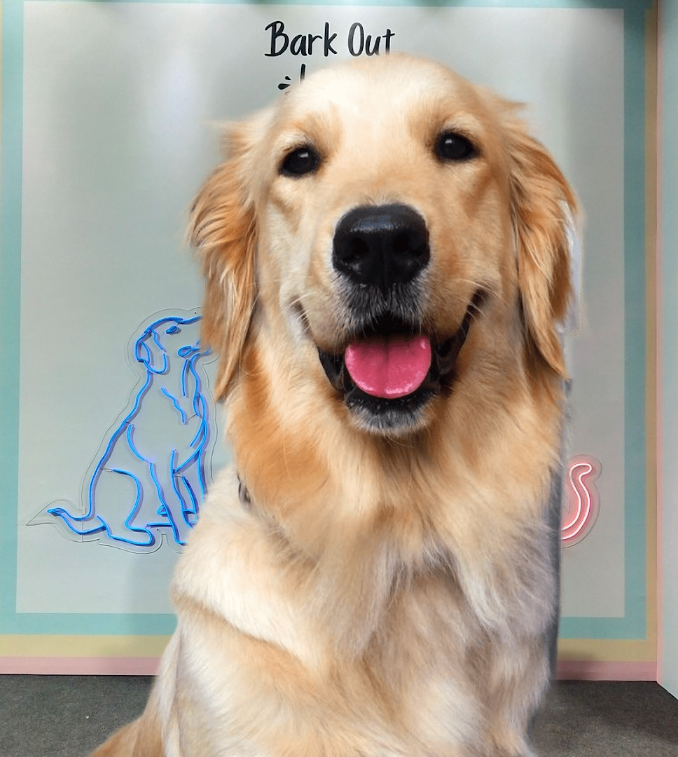 Doggiie Dog World feature image