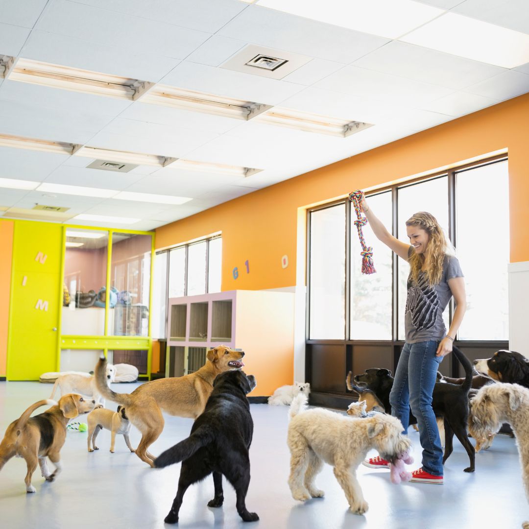 SHREE GURUDEV DATT DOG CARE feature image
