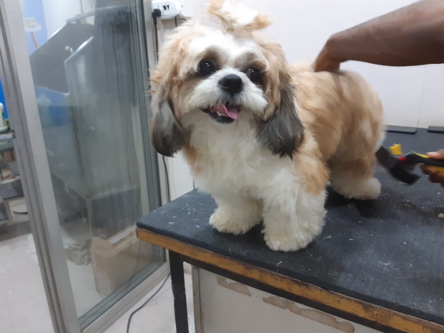 AARYA'S PET WASH & GROOMING SALON feature image