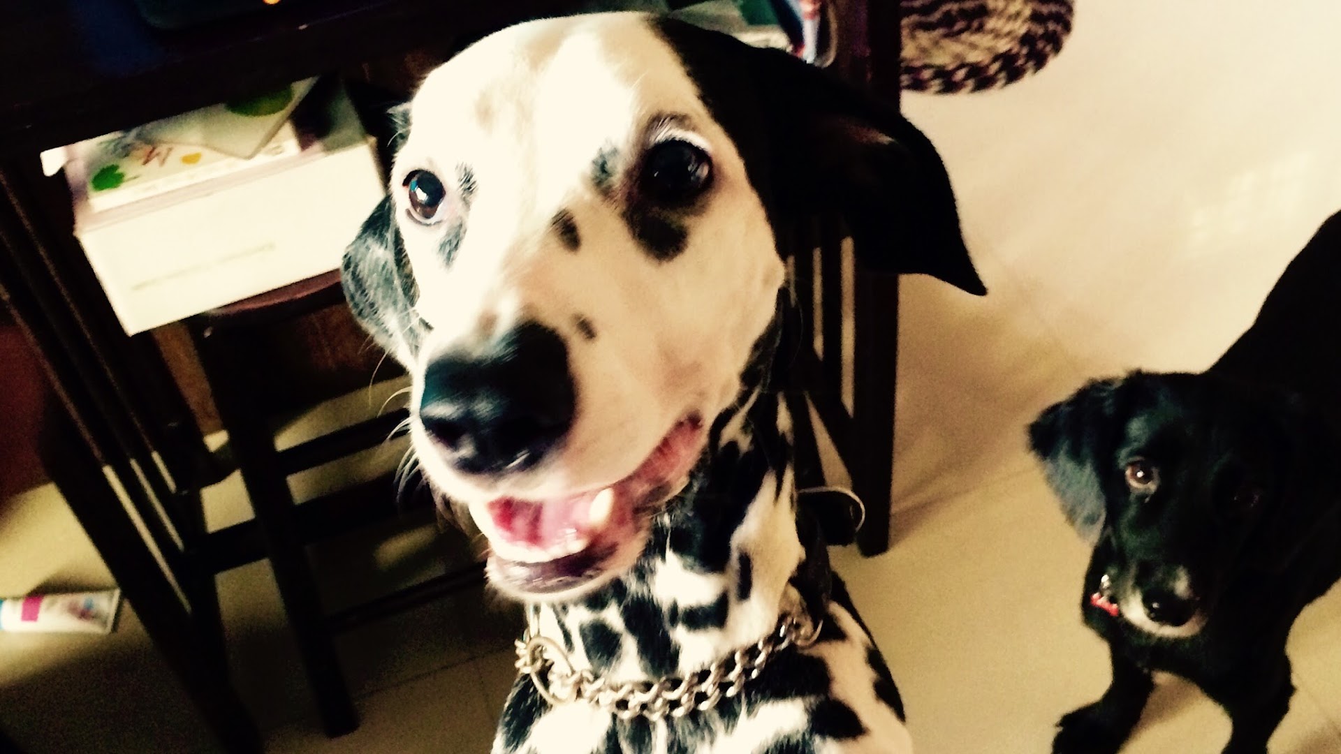 Perfect Pooch - The K9 home away from home feature image