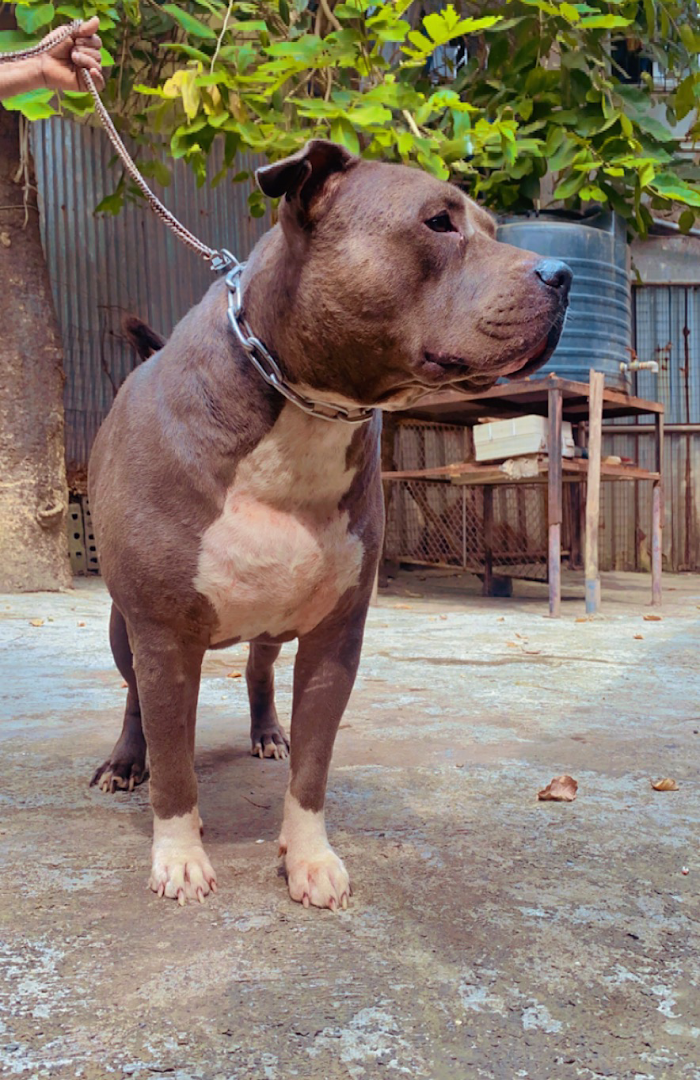 Ekveera Dog And Cat Kennel feature image