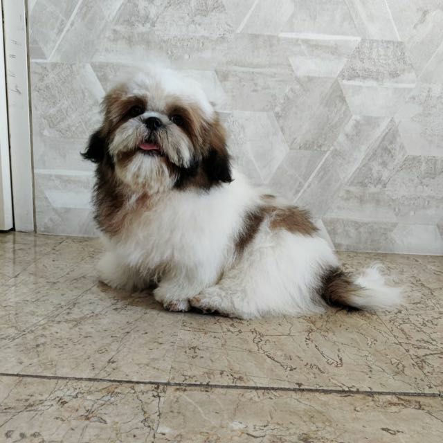 Princely Paws feature image