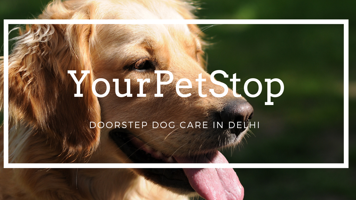 Pet Grooming At Home In Delhi NCR - YourPetStop feature image