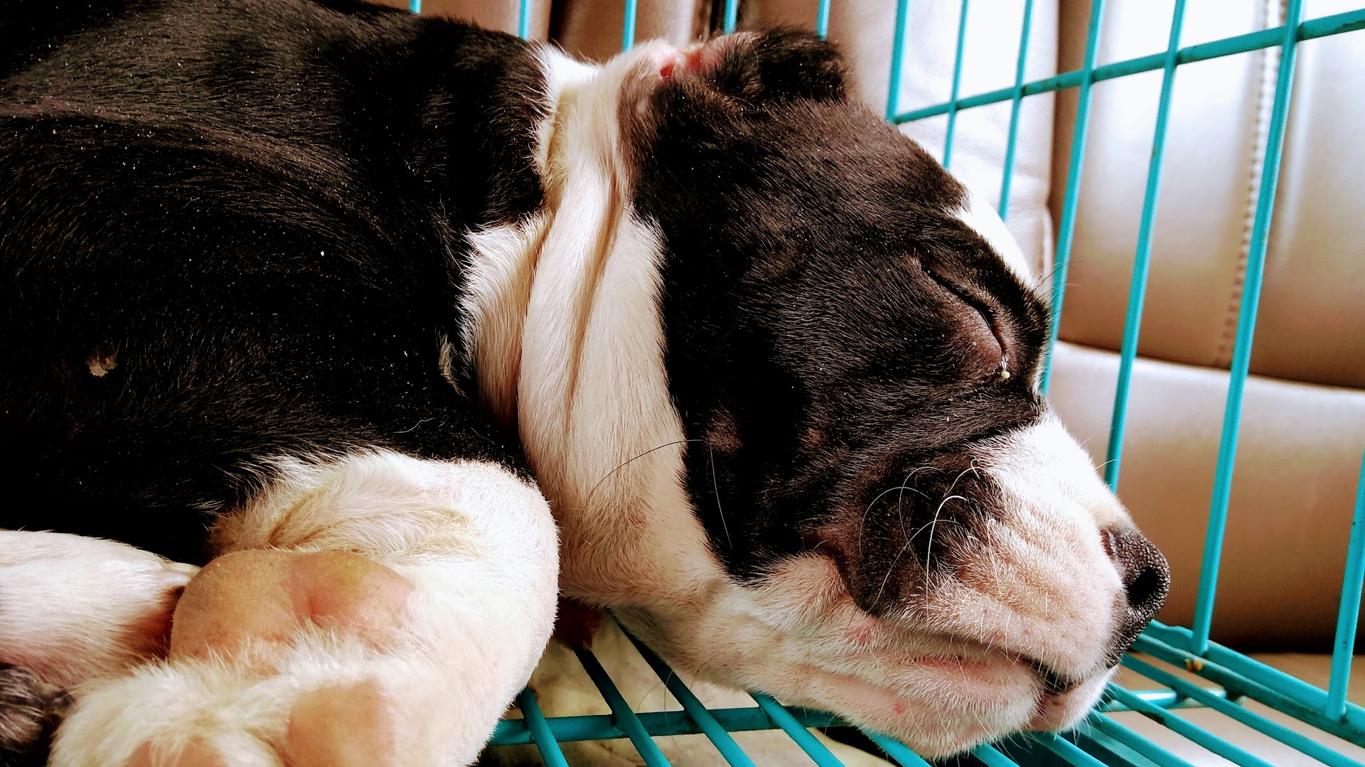Pawfecto Chien feature image