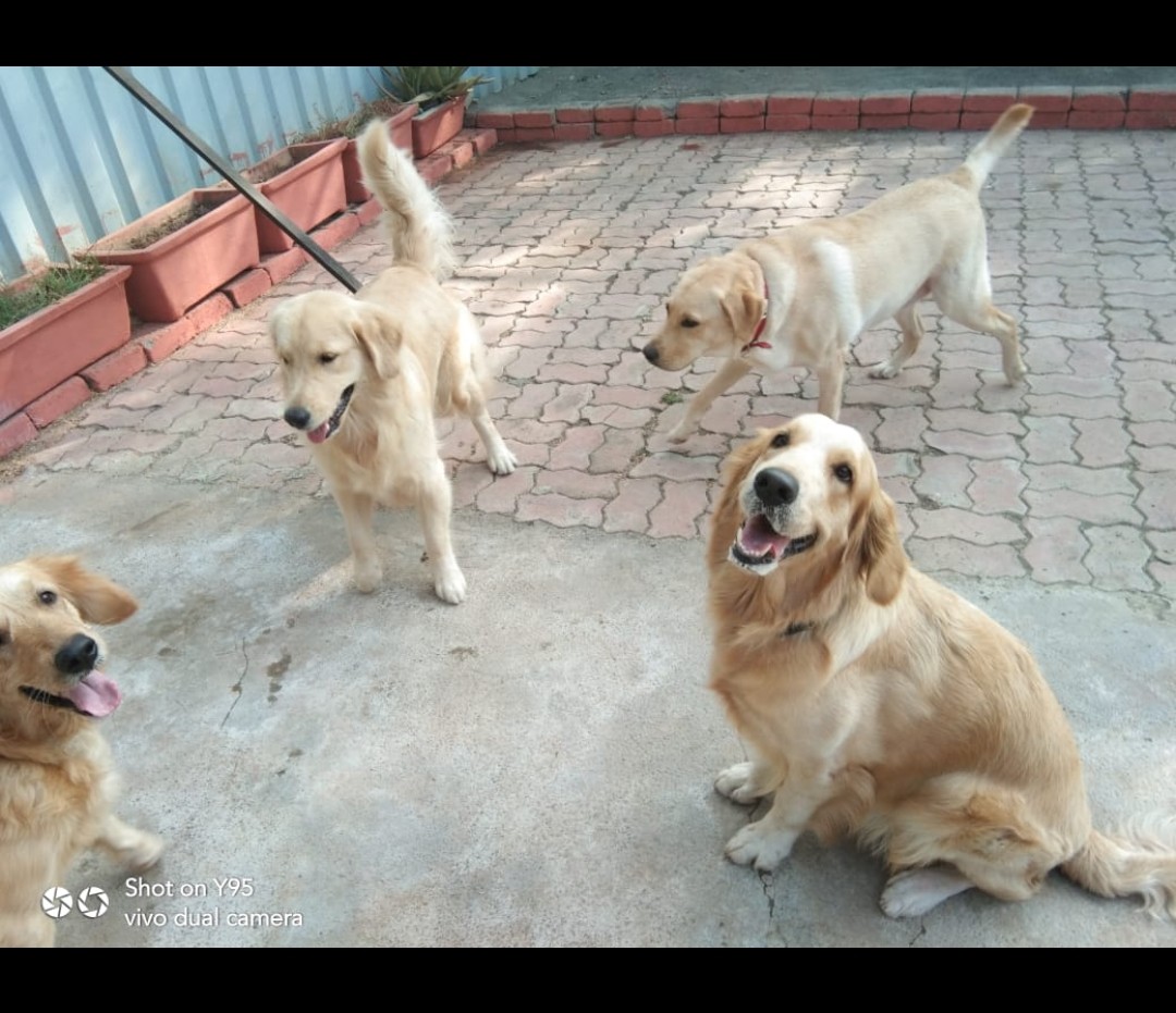 UNLEASH - The Dog Town, Premium Pet Boarding Retreat feature image