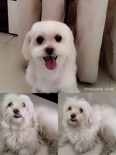The Urban Paws Pune - Home Services